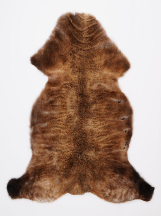 Įvairiaspalvis avikailis XL