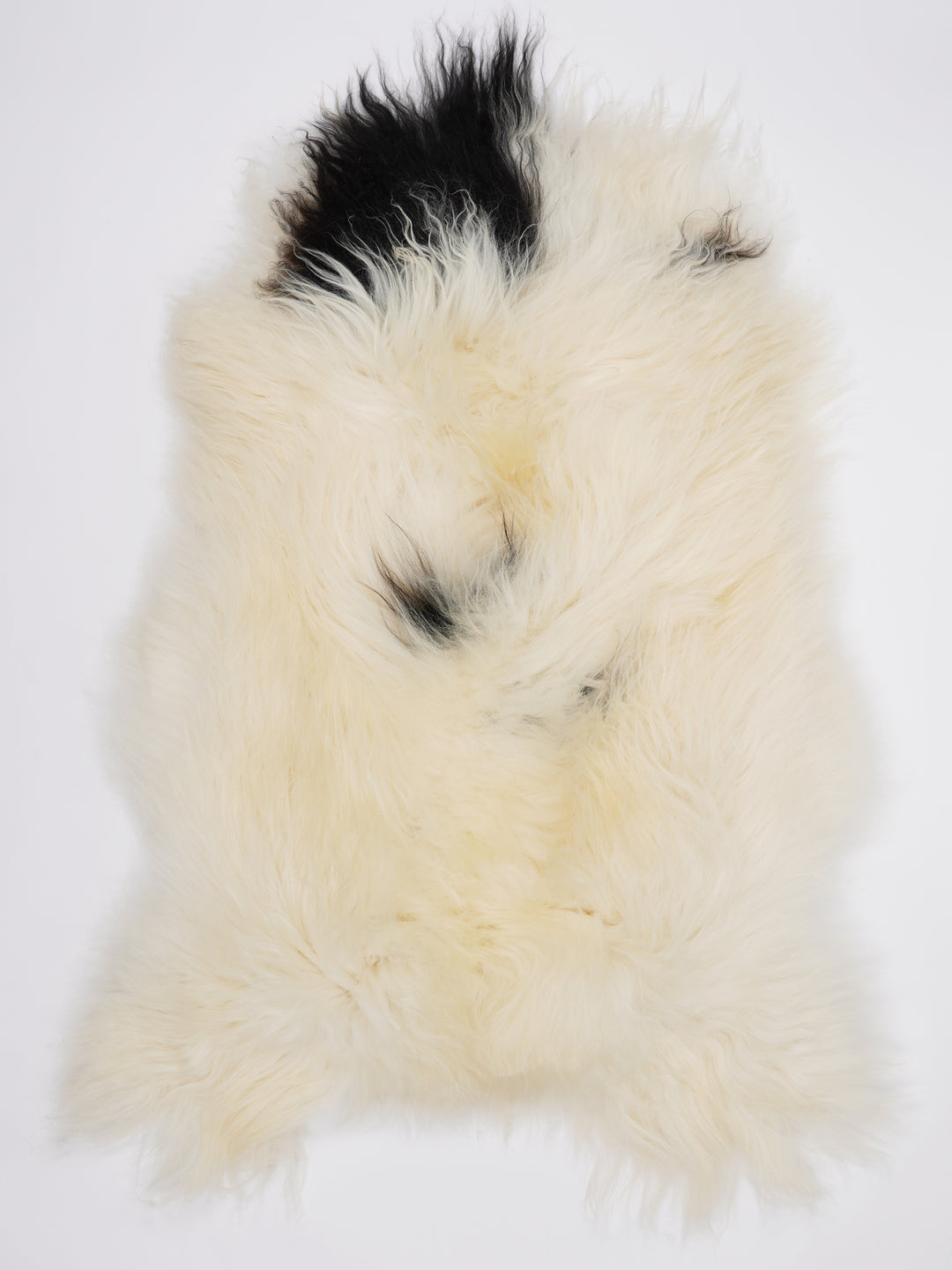 Islandiškas avikailis XL