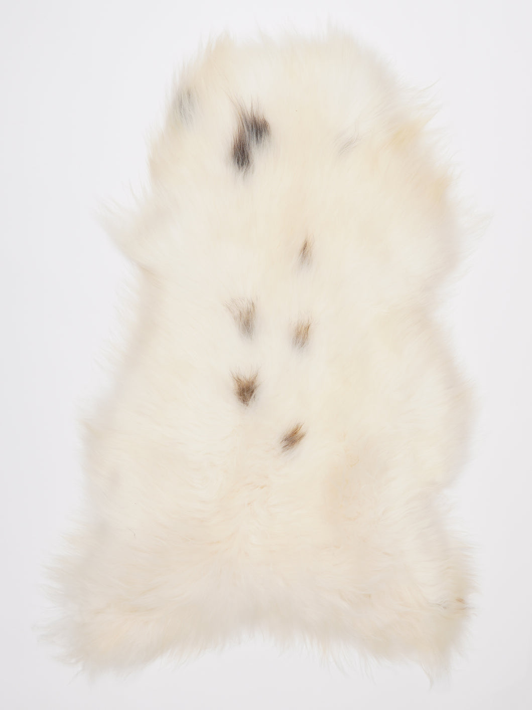 Islandiškas avikailis XL