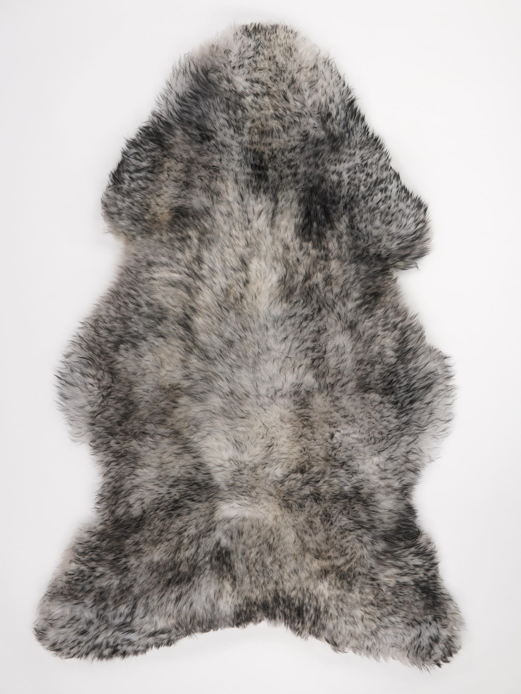 Muflono avikailis XXL