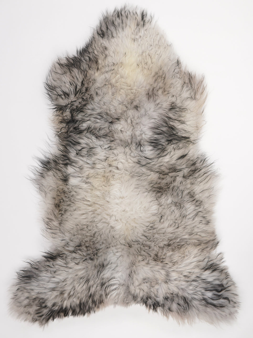 Muflono avikailis XXL