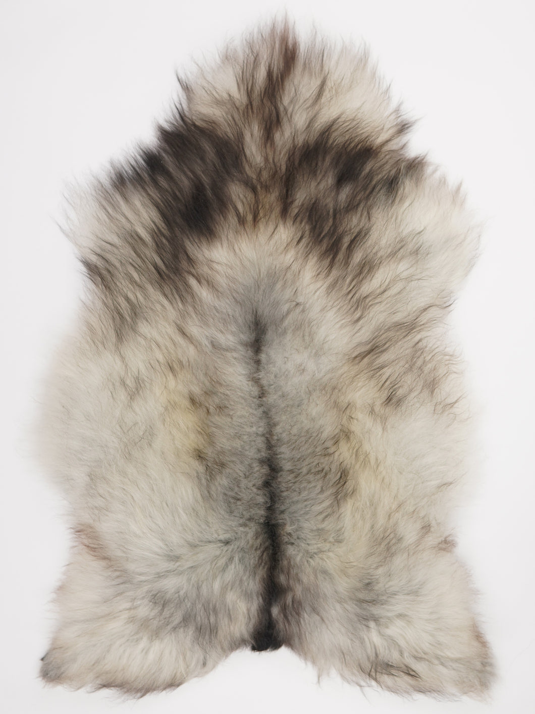 Pelēka Islandes aitāda XL