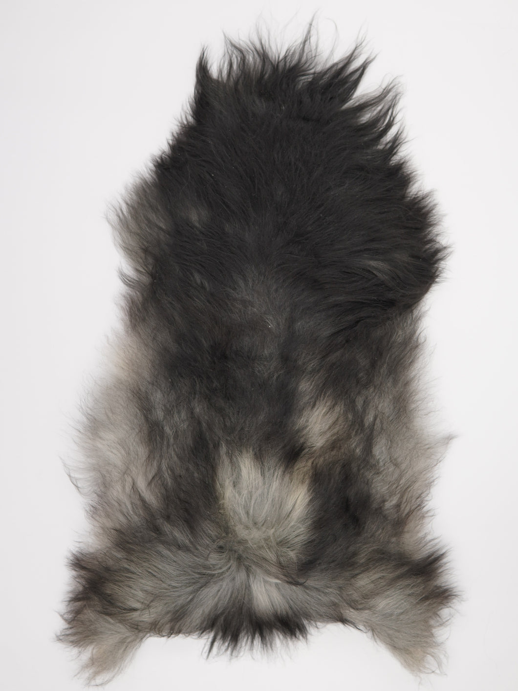 Pelēka Islandes aitāda XXL