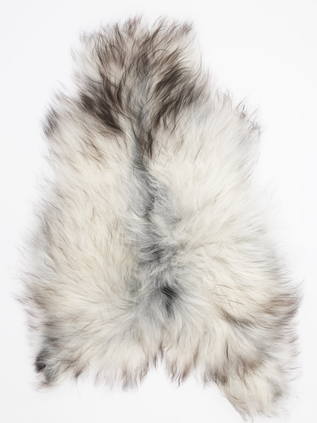 Pelēka Islandes aitāda XL