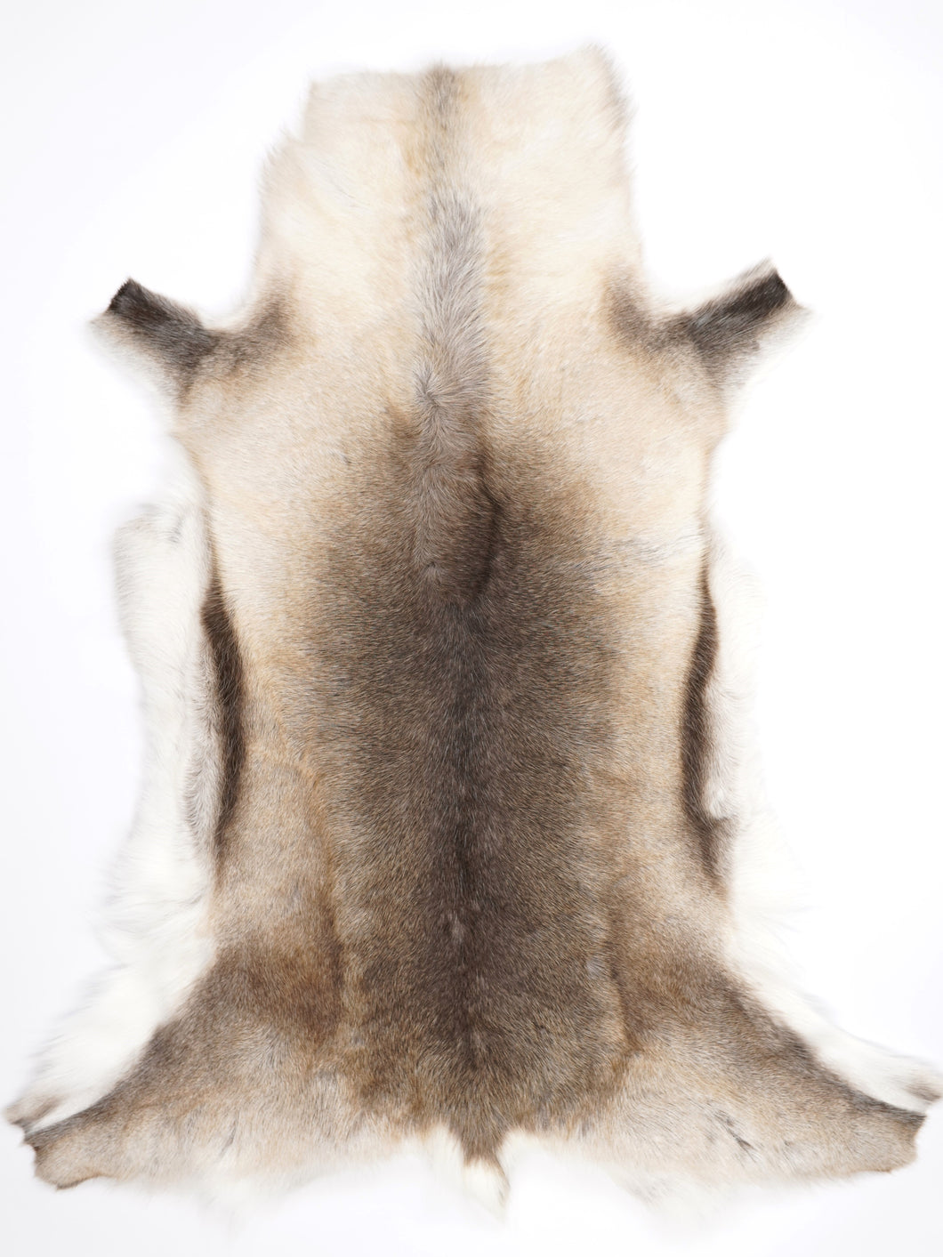 Šiaurinio elnio kailis XXXL