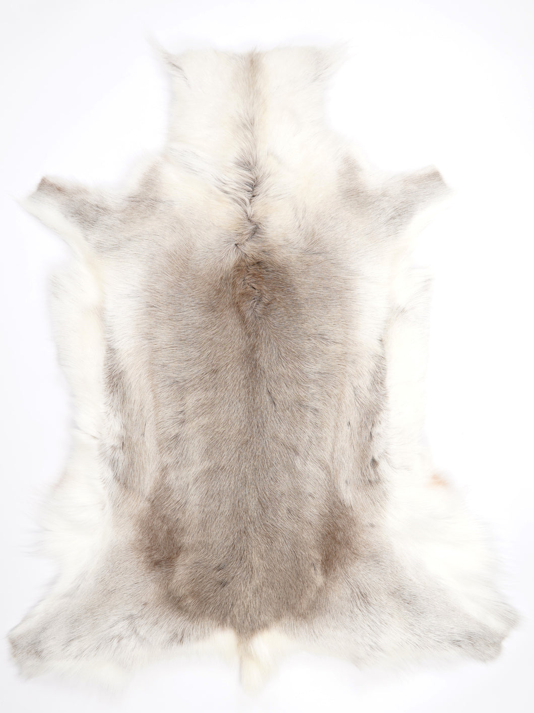 Šiaurinio elnio kailis XXXXL