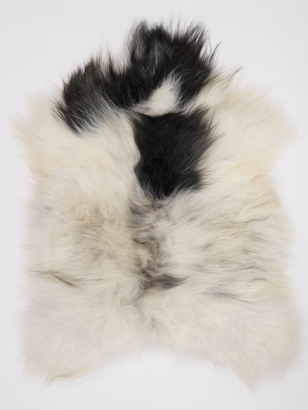 Islandiškas avikailis L