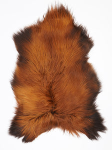 Islandes aitādas "Rusty" L 