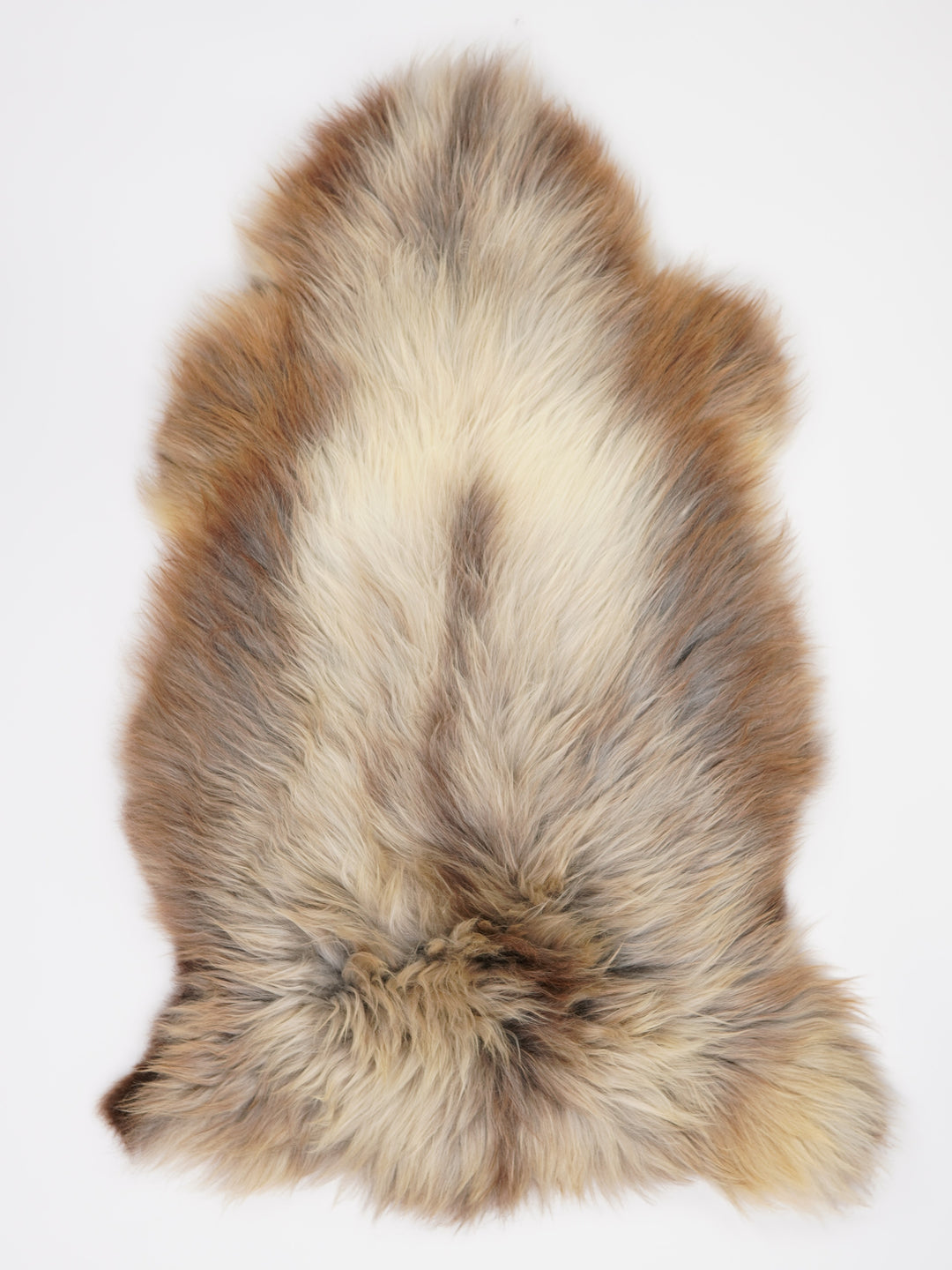 Daudzkrāsaina aitāda XL 