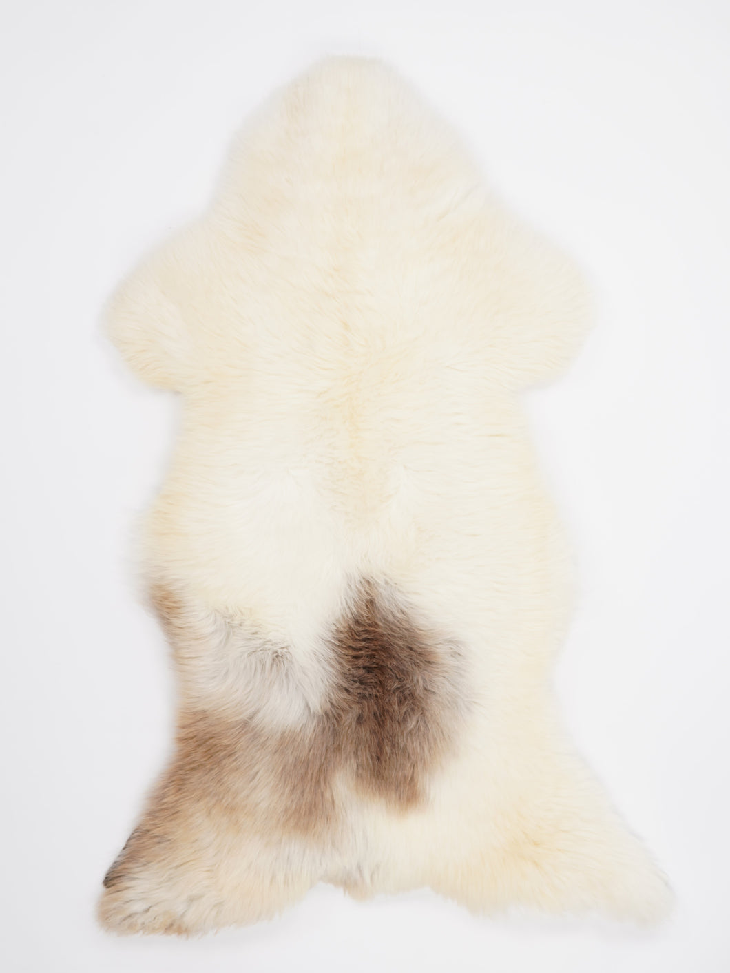 Daudzkrāsaina aitāda XXL