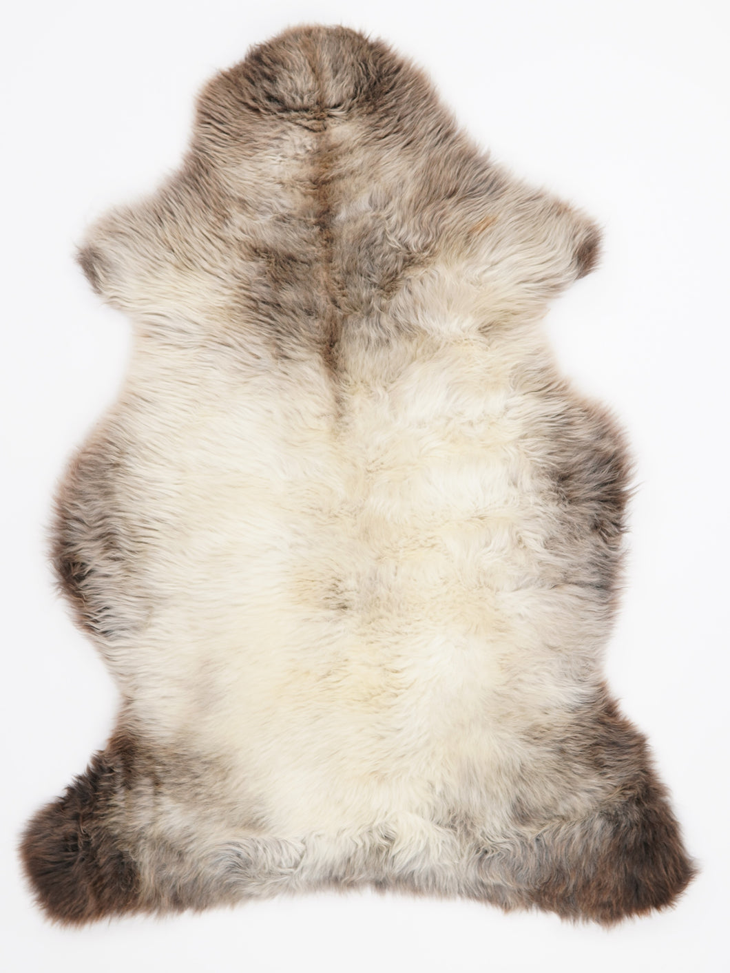 Įvairiaspalvis avikailis XL