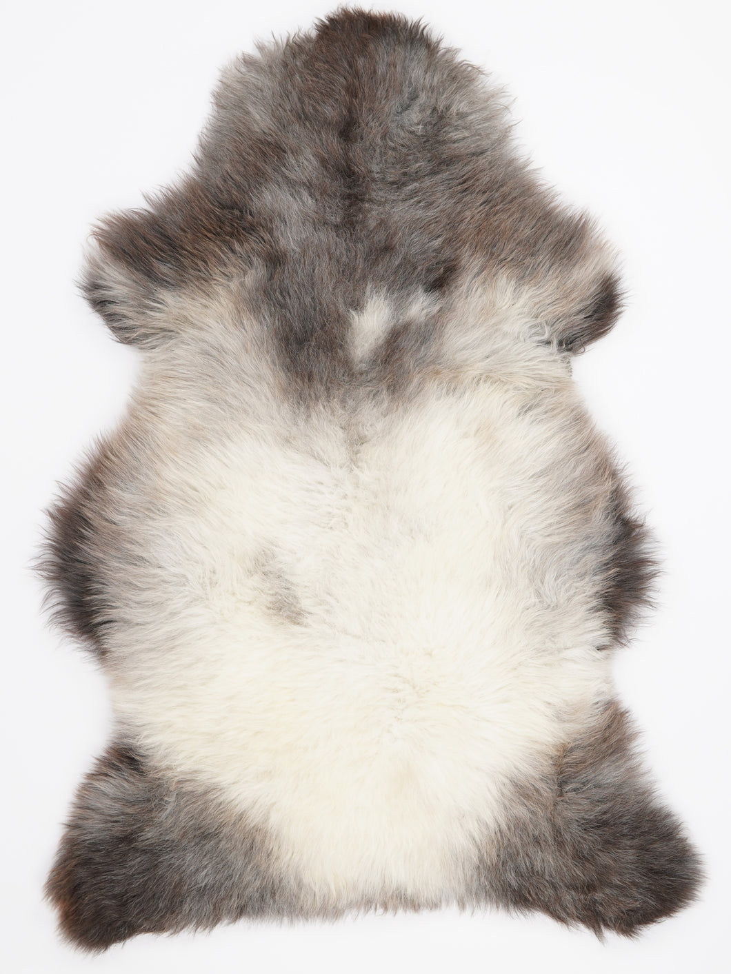 Įvairiaspalvis avikailis XL