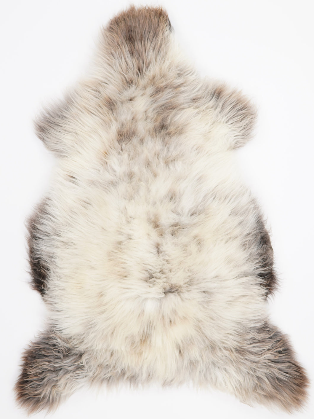 Daudzkrāsaina aitāda XXL