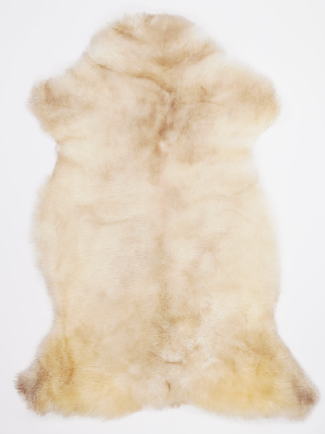 Daudzkrāsaina aitāda XXL 