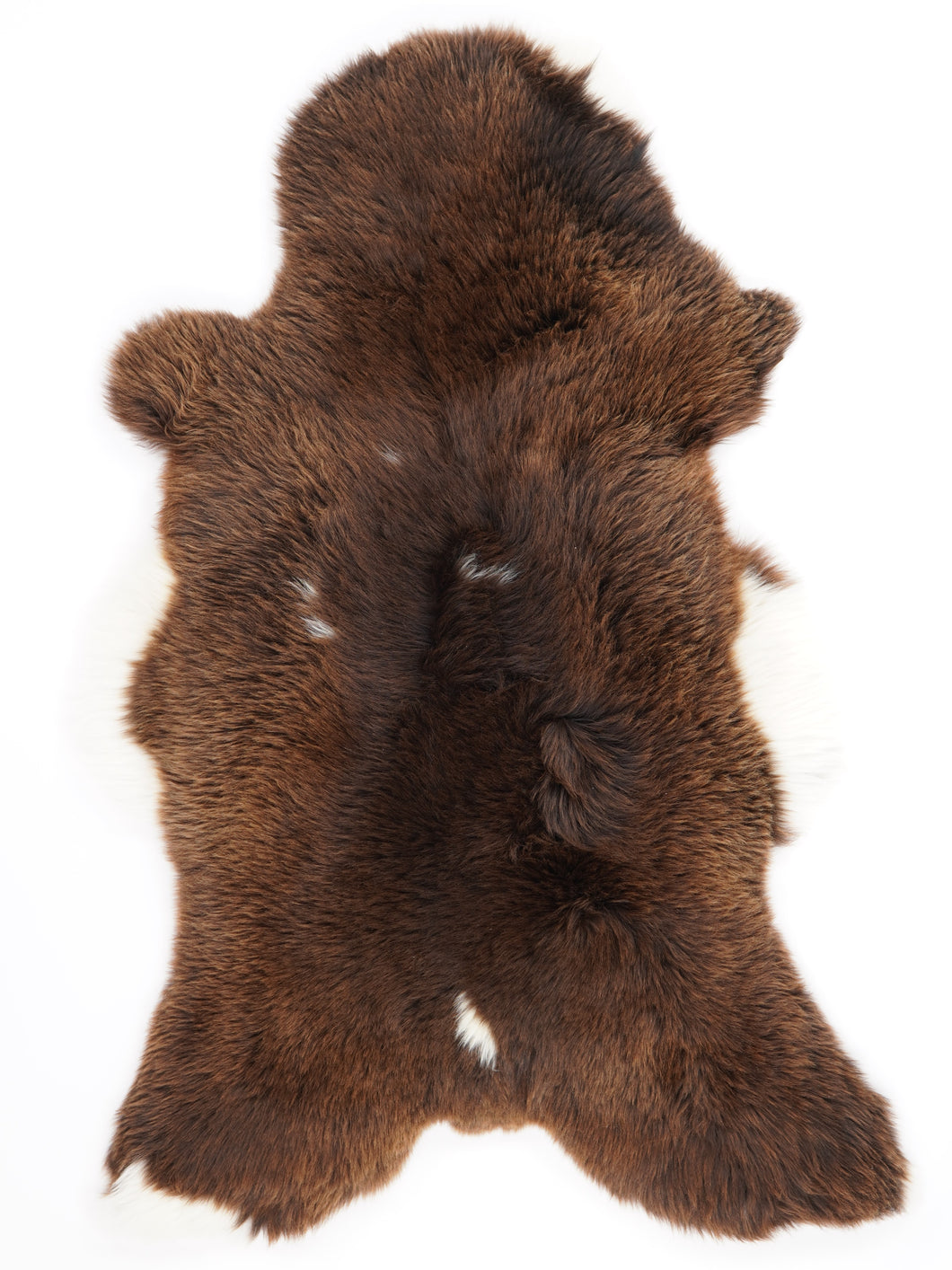 Daudzkrāsaina aitāda XXL