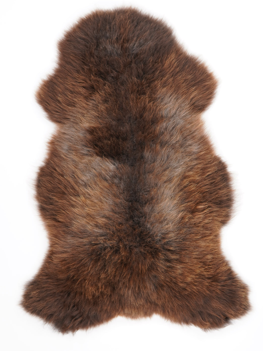 Daudzkrāsaina aitāda XXL