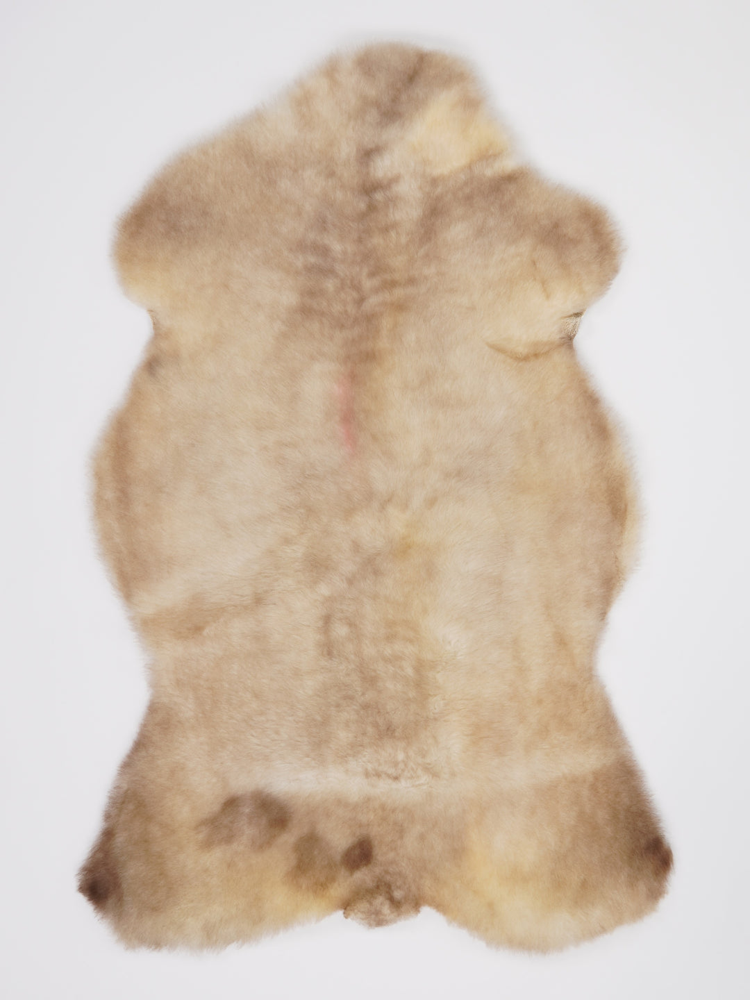 B klase Daudzkrāsaina aitāda L