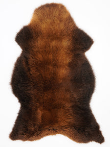 Brūna aitāda "Rusty" XXL 