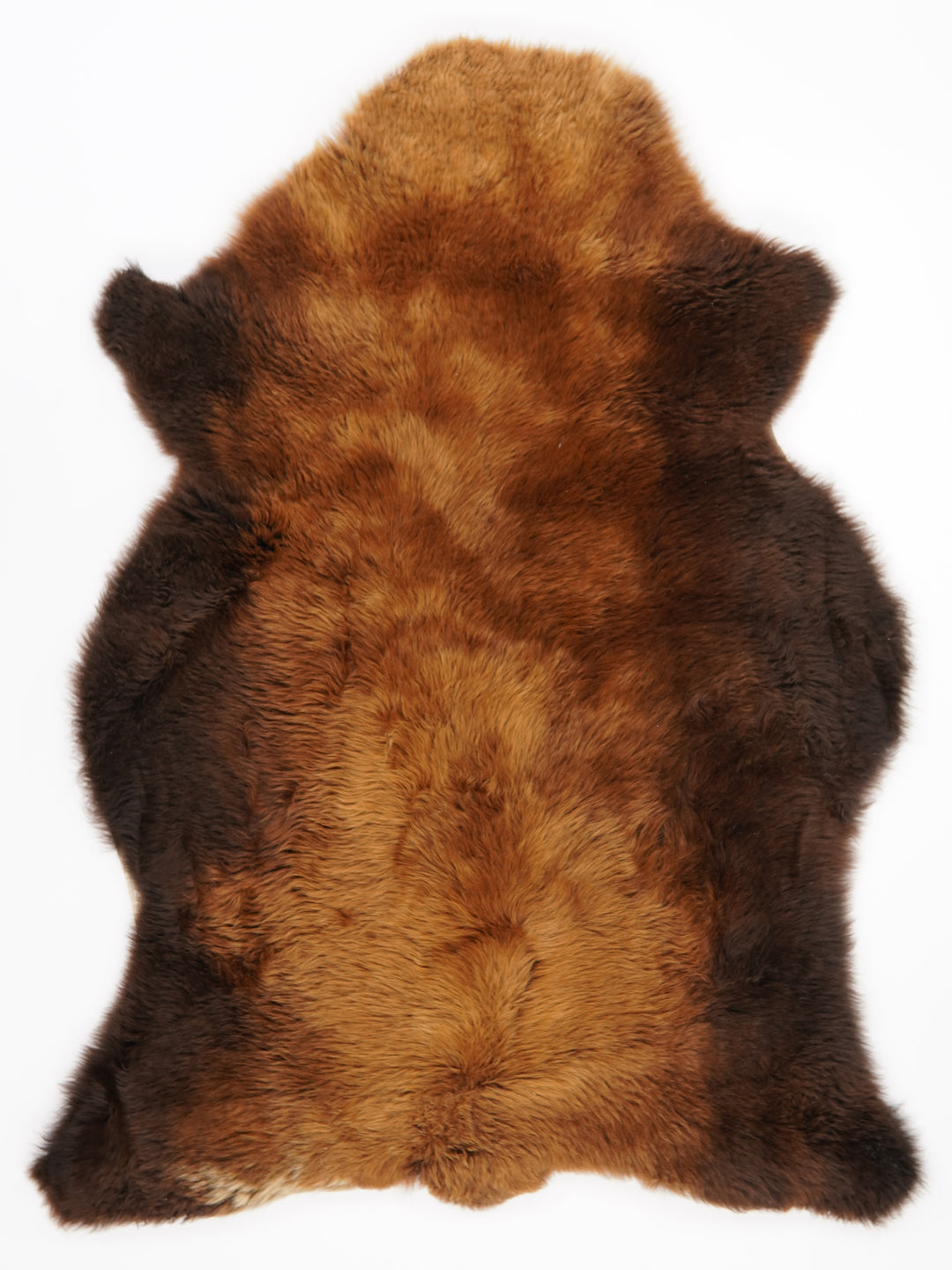 Brūna aitāda "Rusty" XL