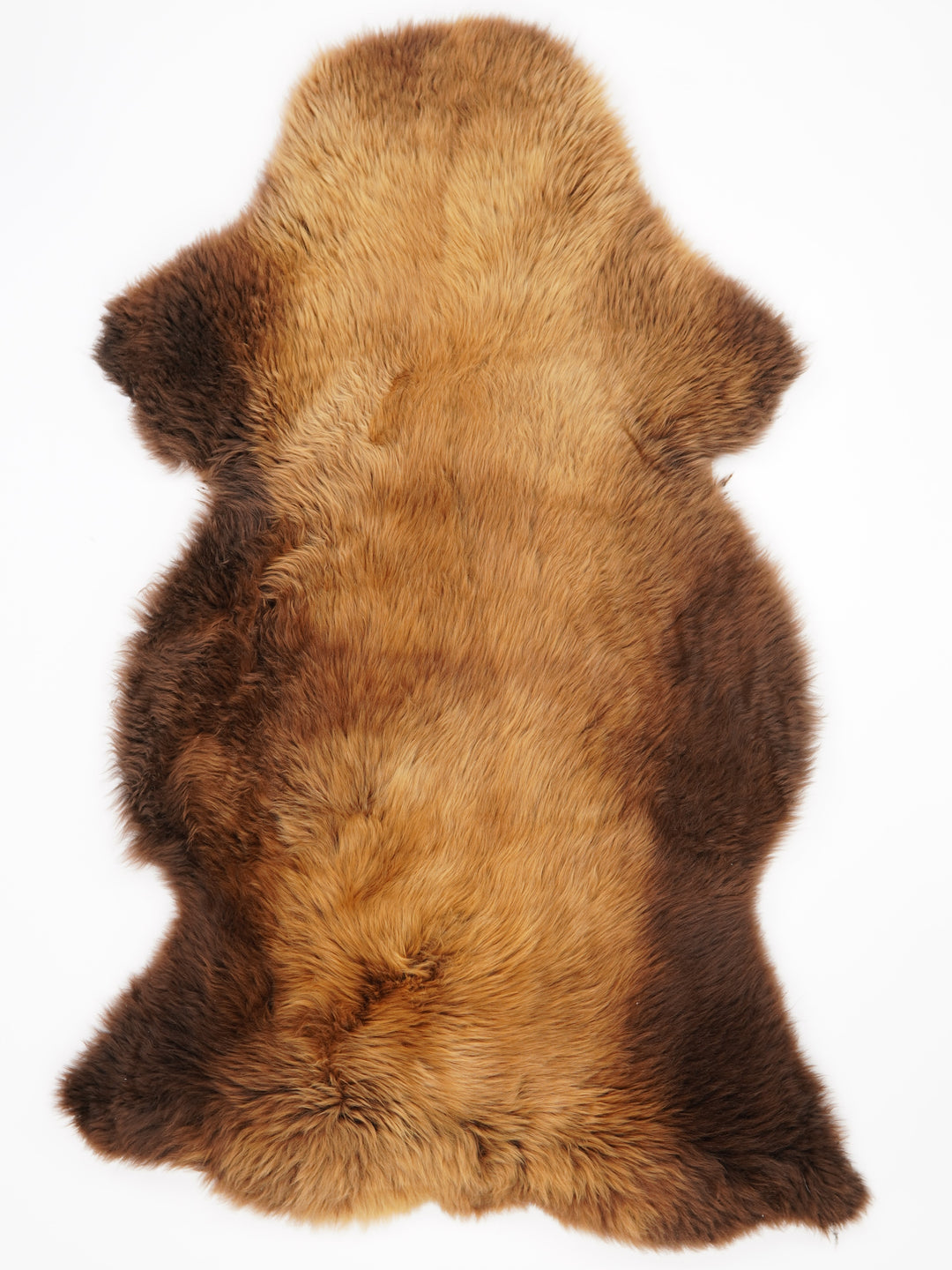 Brūna aitāda "Rusty" XXL 
