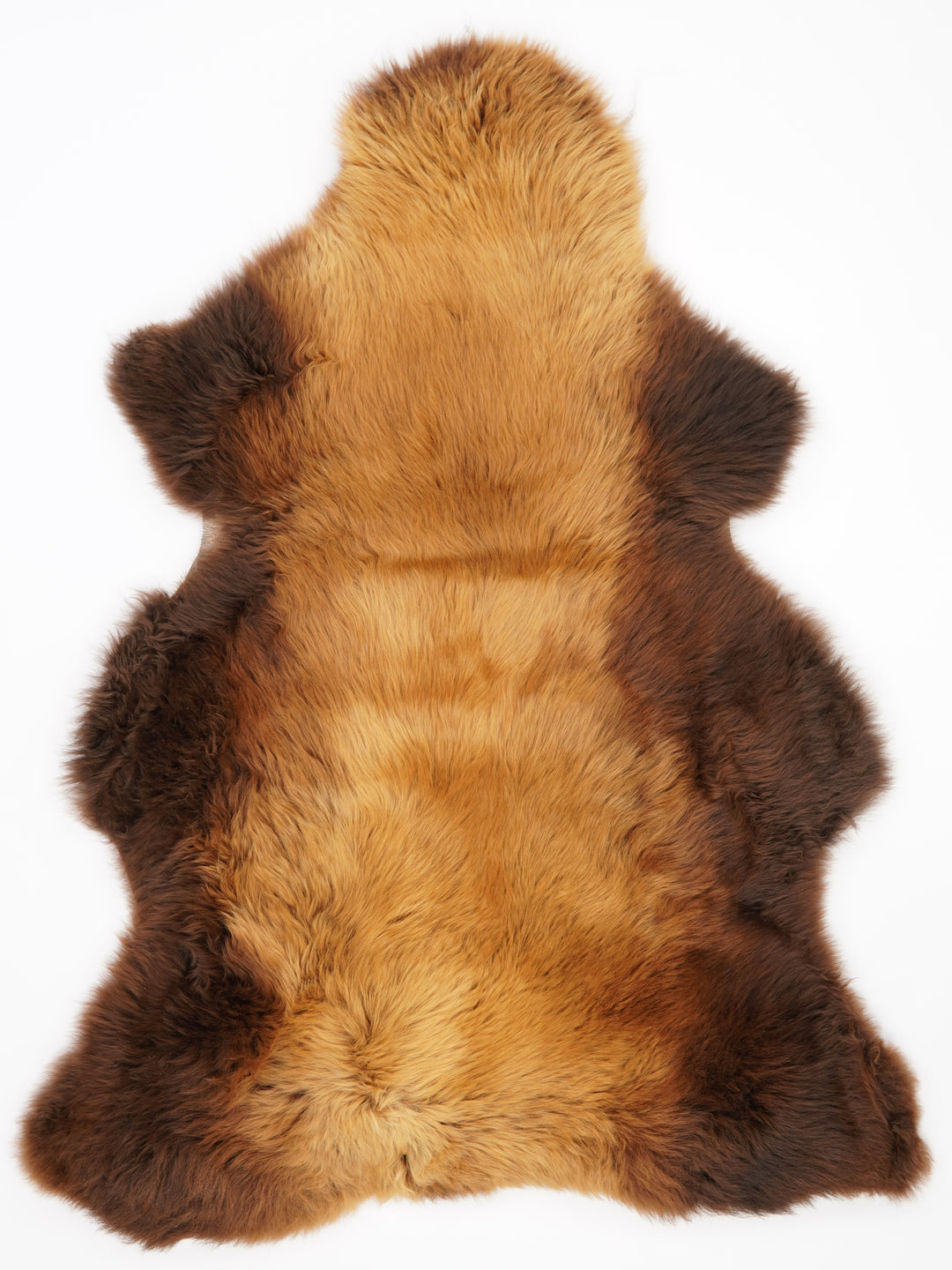 Brūna aitāda "Rusty" XXL 