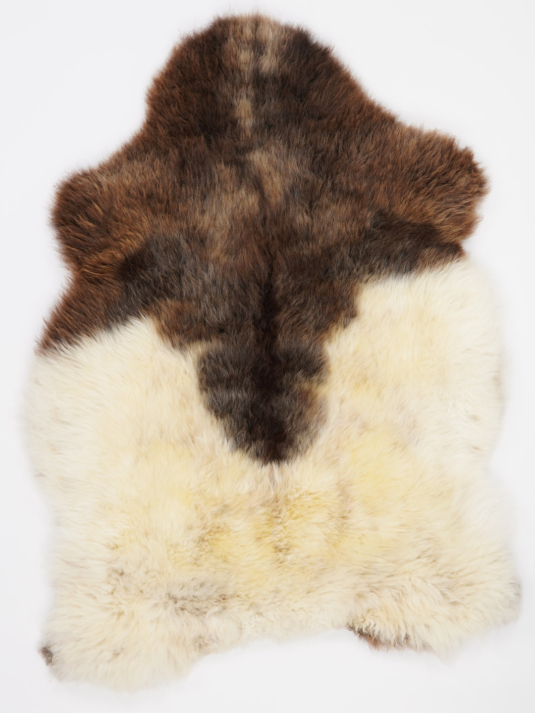 Daudzkrāsaina aitāda XL 