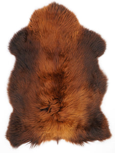 Brūna aitāda "Rusty" XL 