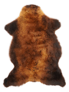 Brūna aitāda "Rusty" XL 