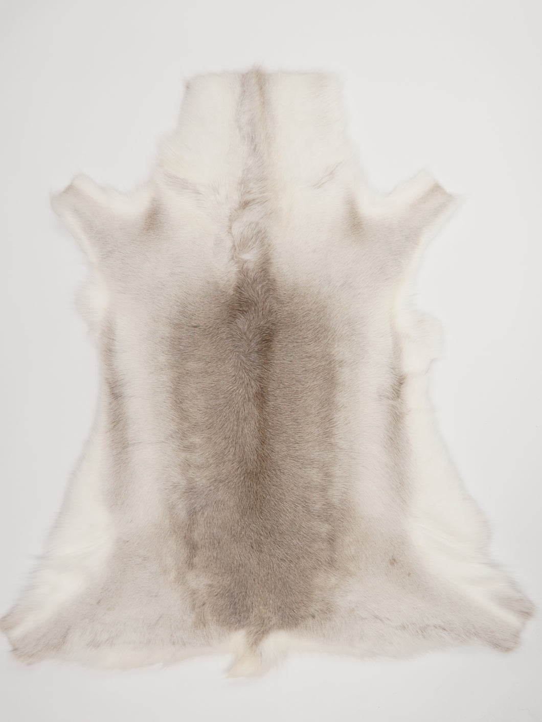 Šiaurinio elnio kailis XL