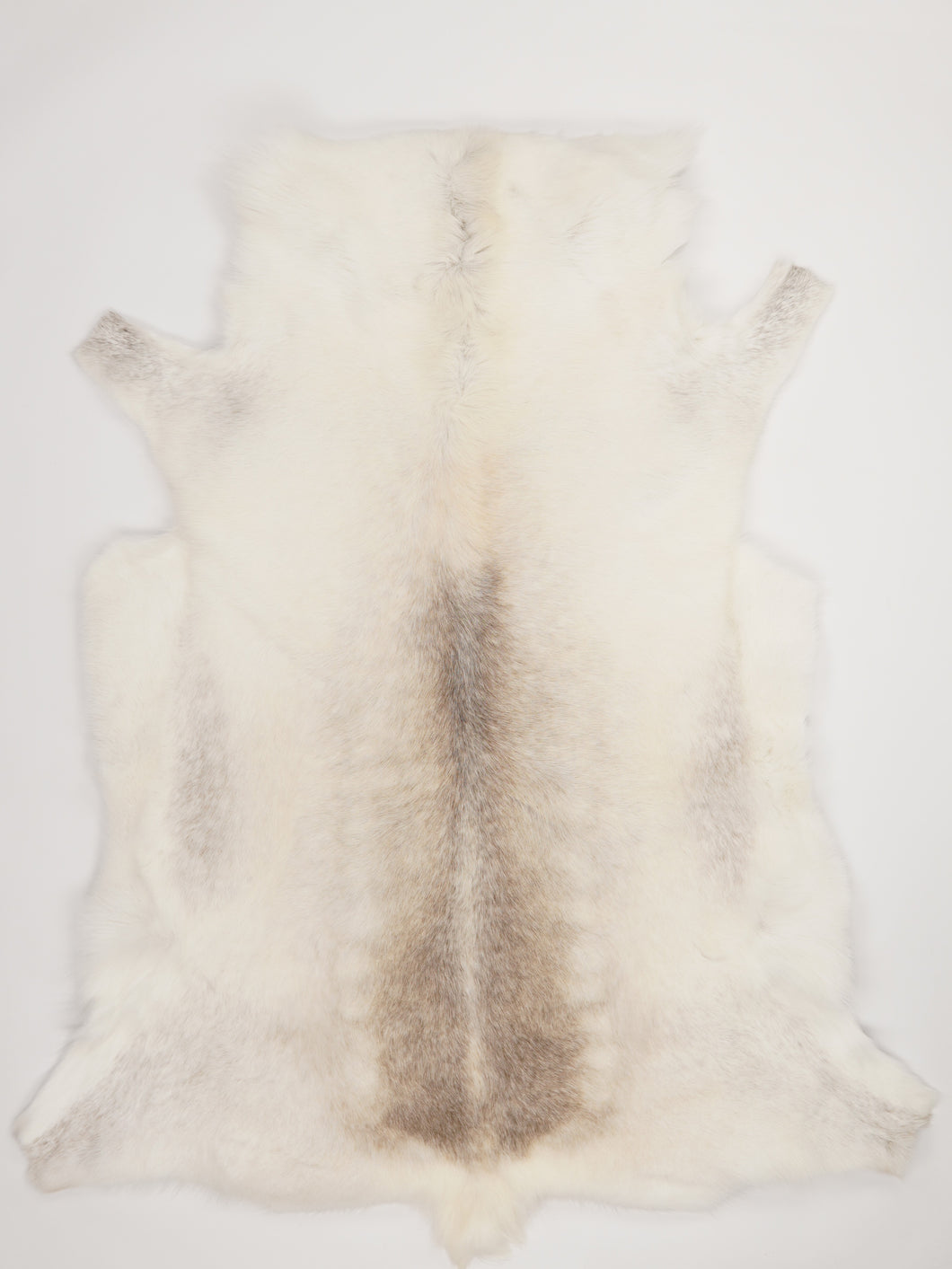 Šiaurinio elnio kailis XXL