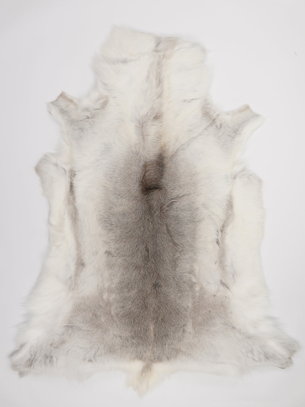 Šiaurinio elnio kailis XXL