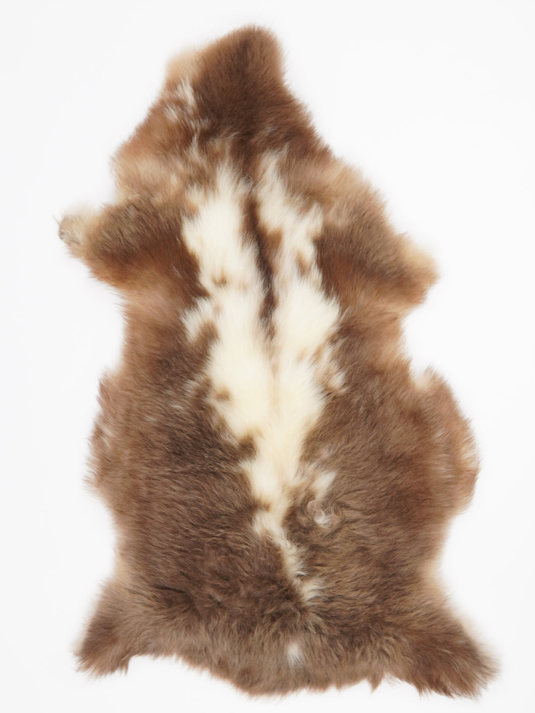 Įvairiaspalvis avikailis XL