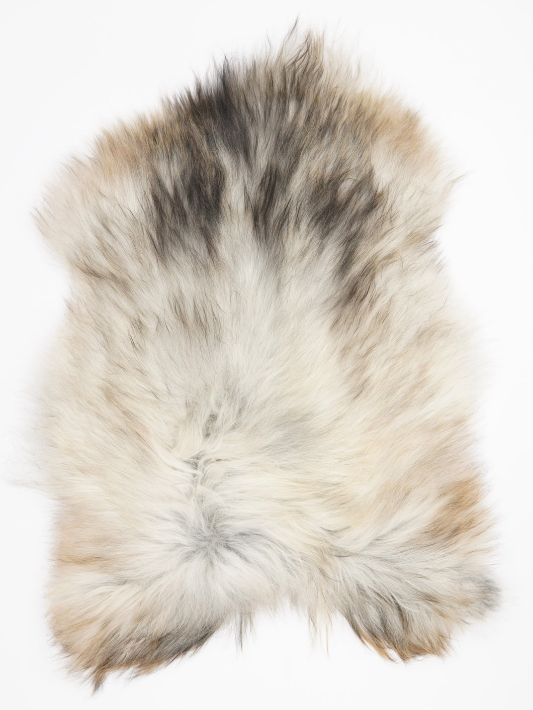 Pelēkā islandiešu aitāda L