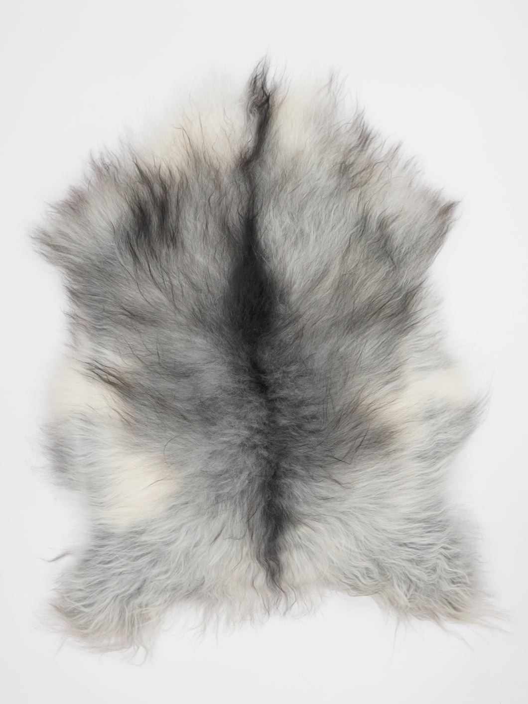 Pelēkā islandiešu aitāda L