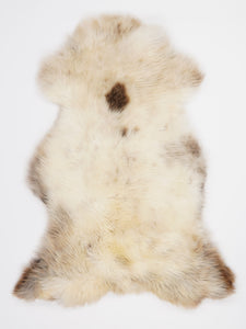 Daudzkrāsaina aitāda L 