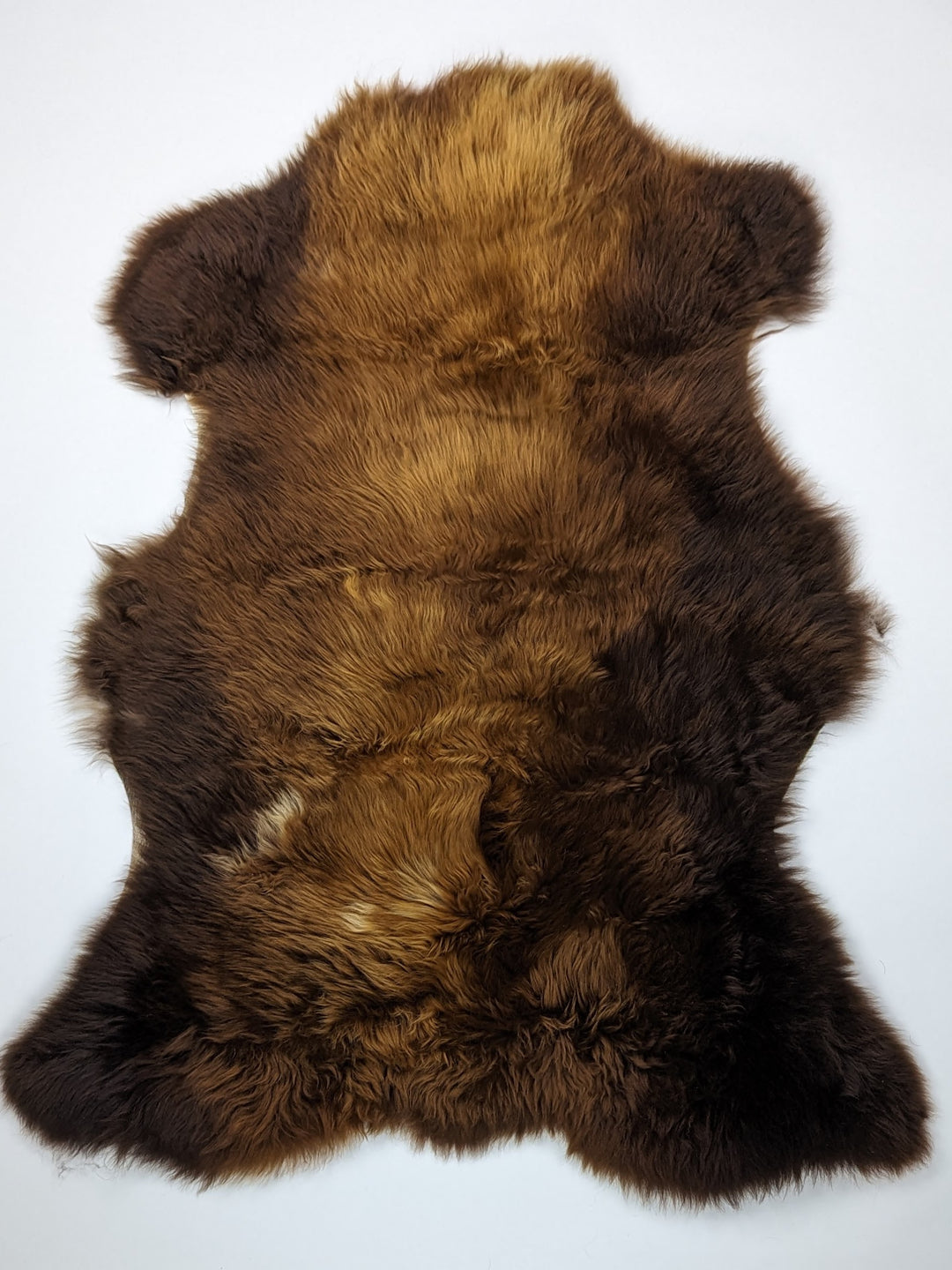 Brūna aitāda "Rusty" M