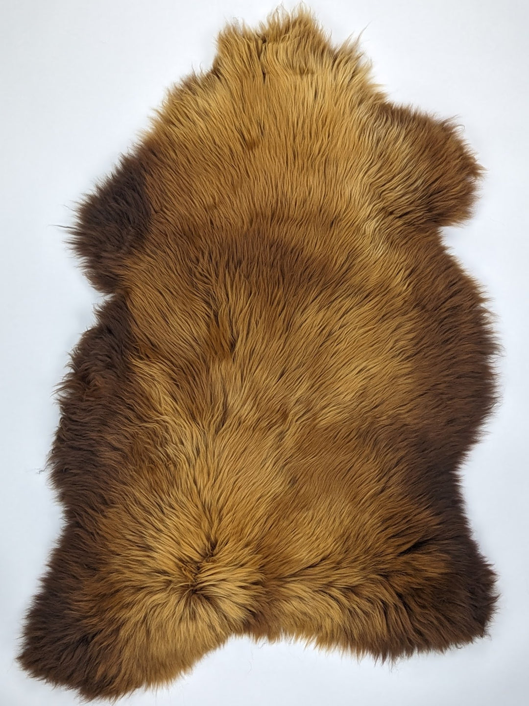 Brūna aitāda "Rusty" XXL 