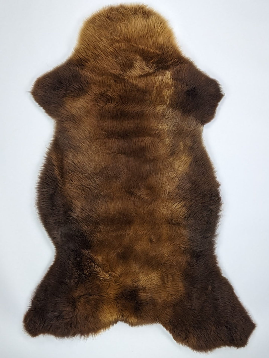 Brūna aitāda "Rusty" XL 
