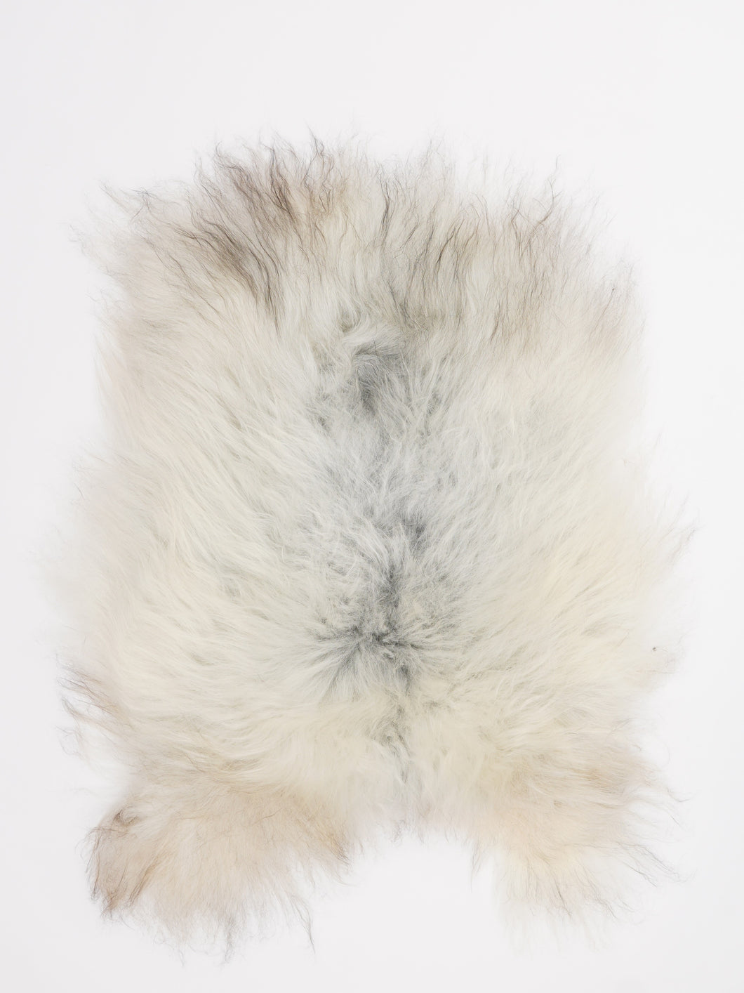 Islandiškas avikailis XS