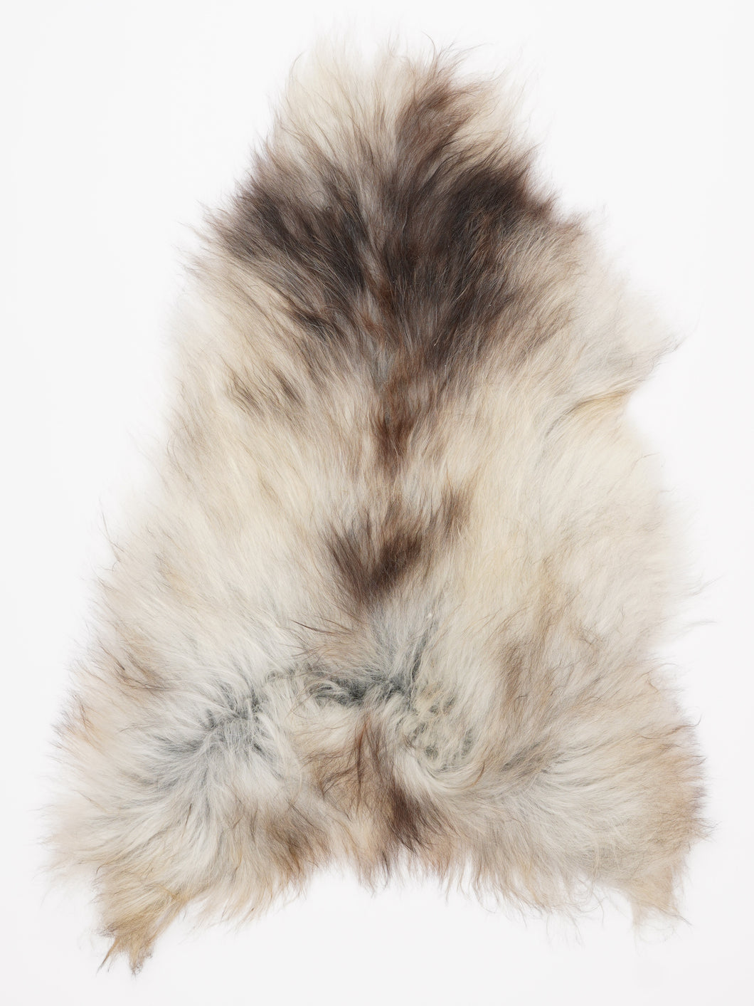 Pilkas islandiškas avikailis L