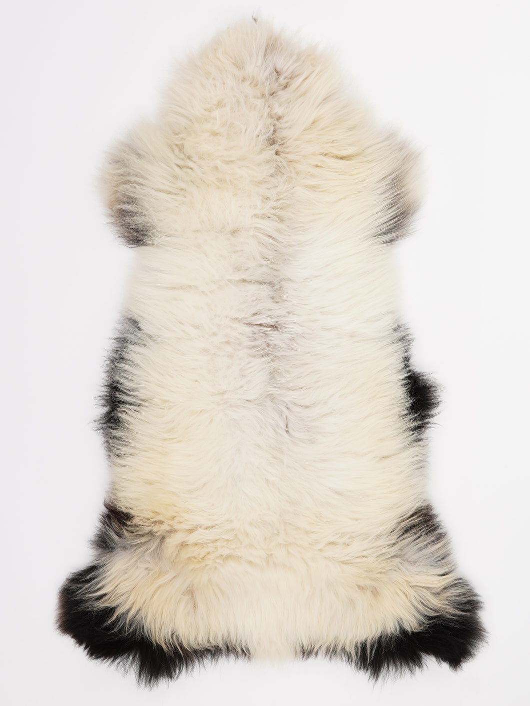 Įvairiaspalvis avikailis L