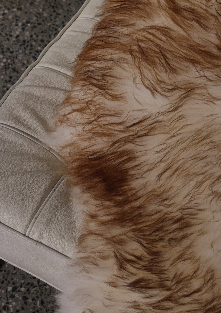 Muflono avikailis iš arti