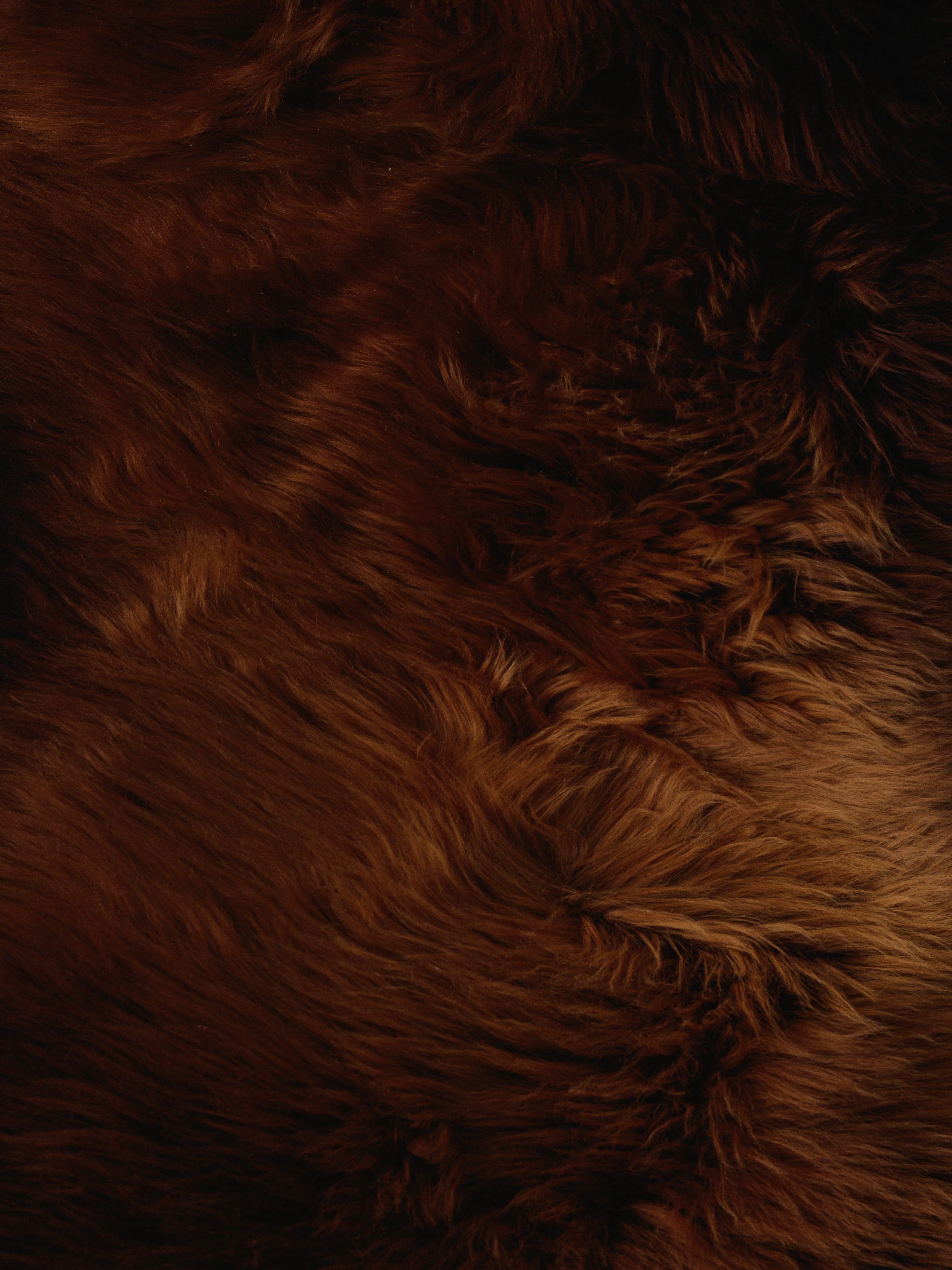 Rudas avikailis Rusty iš labai arti